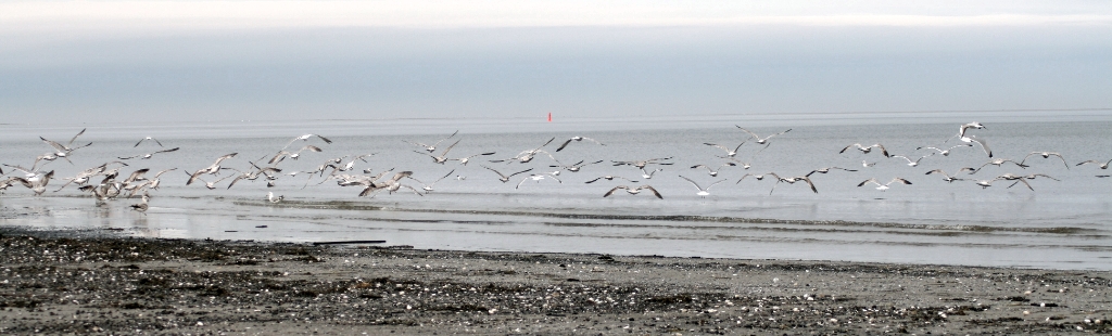 VWG vogelreis Oost Duitsland mei 2010 026